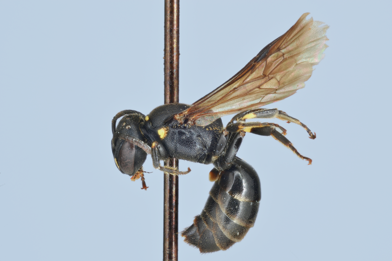 Hylaeus communis